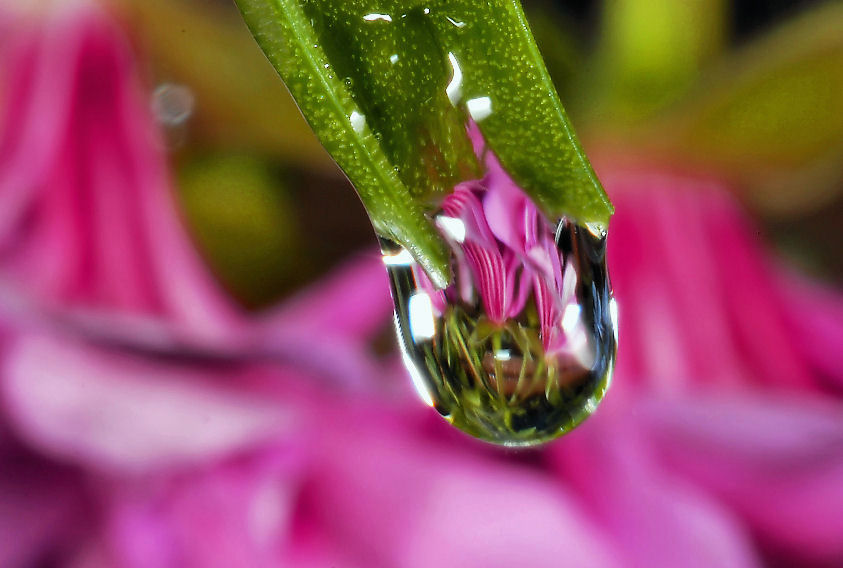 Fiori capovolti per.....rivedere il cielo!